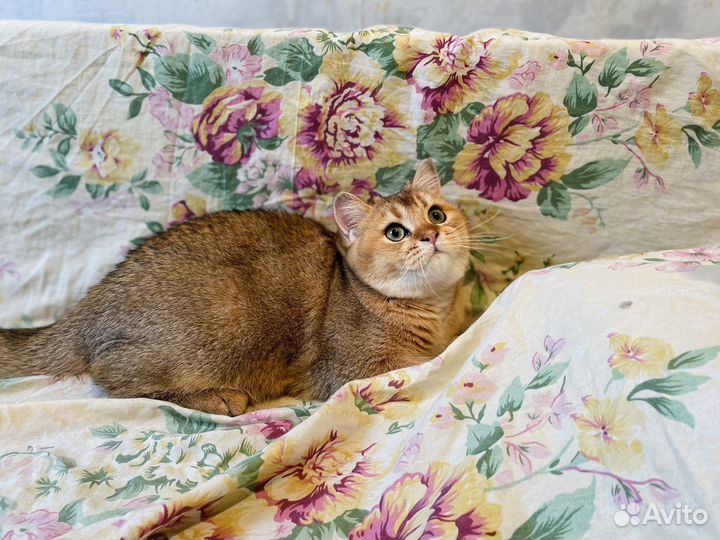Шотланский котенок