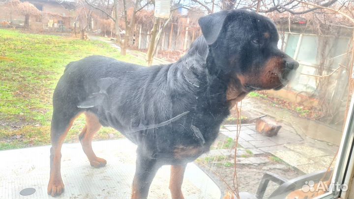Ротвейлер. Вязка. Кобель