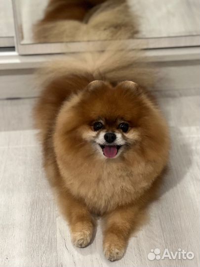 Померанский Шпиц на Вязку (мальчик)