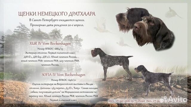 Щенки породы немецкий дратхаар, охотничья собака объявление продам