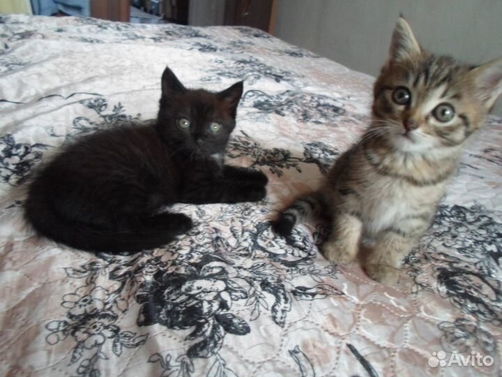 Отдам в добрые руки