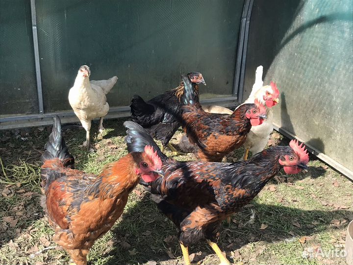 Молодые петушки