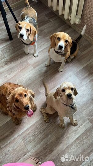 Передержка собак