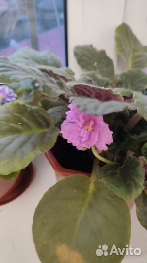 Фиалки цветущие