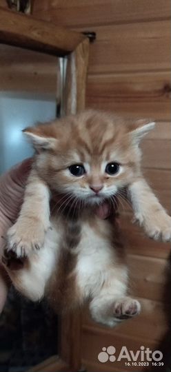 Кошки шотландцы