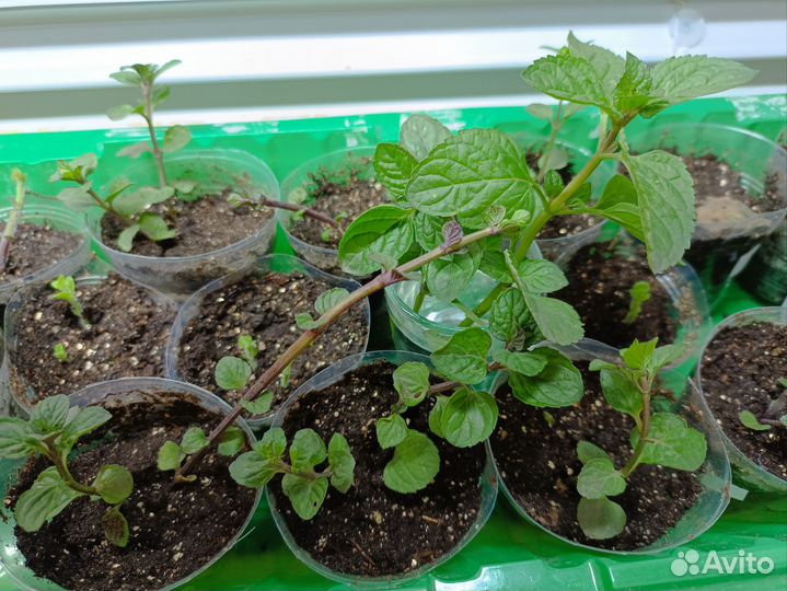 Мята сортовая (укорененные черенки)