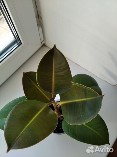 Фикус Робуста