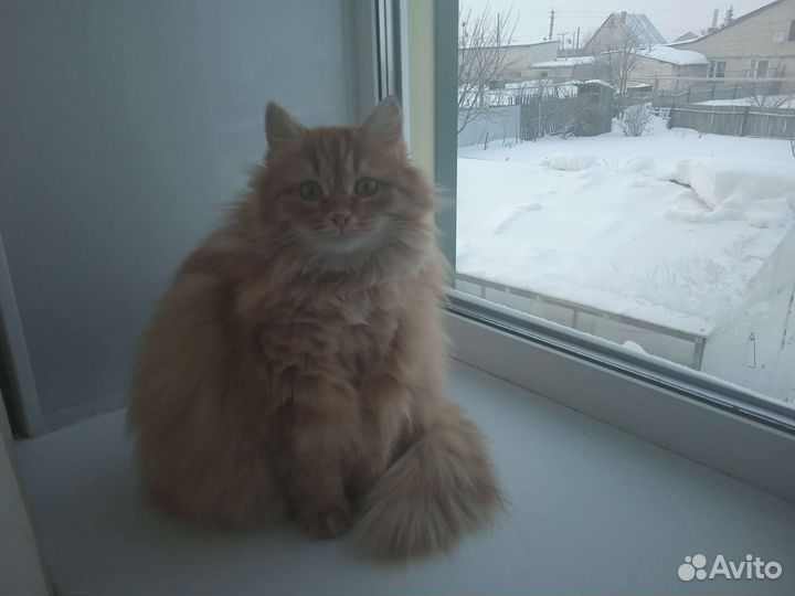 Кошка в дар бесплатно