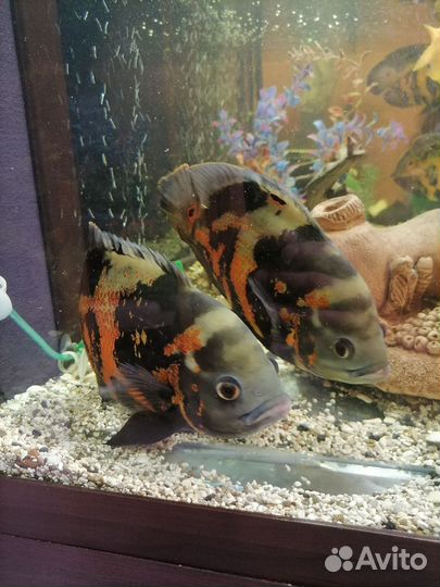 Аквариум с тумбой 600 литров