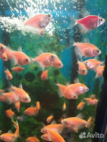 Аквариумные рыбки