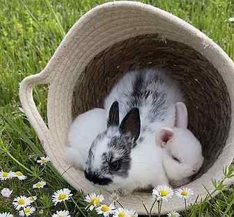Маленькие кролики ручные домашние
