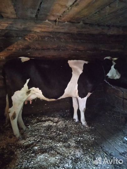 Корова стельная дойная