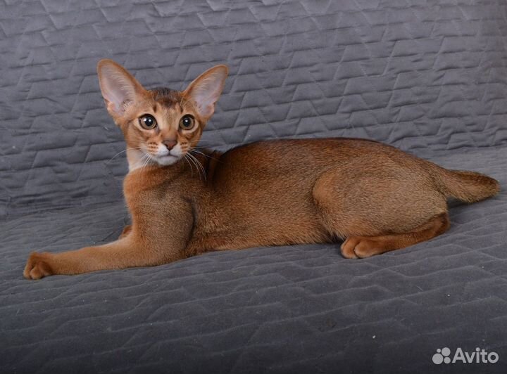 Абиссинский котенок