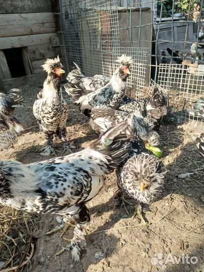 Павловская серебро