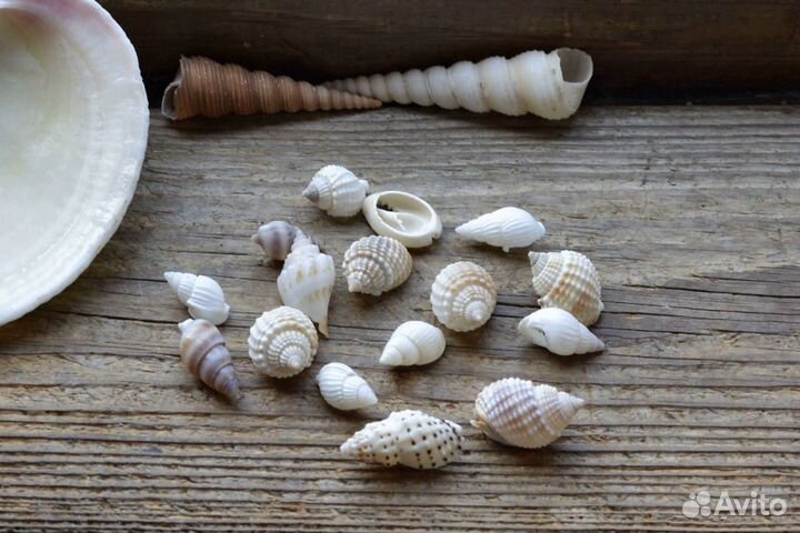 Морские ракушки. 12-19 мм. В наборе
