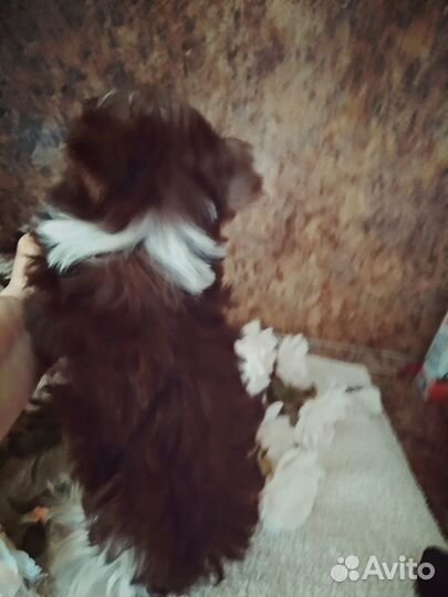 Ласковый и нежный