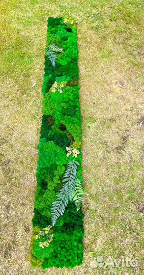 Стабилизированный мох/ озеленение