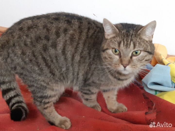 Кошечки из приюта ищут дом