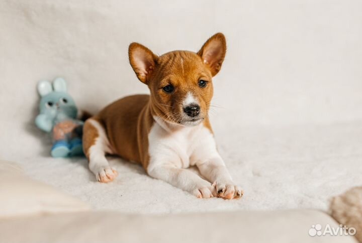 Щенки басенджи (африканская нелающая собака)