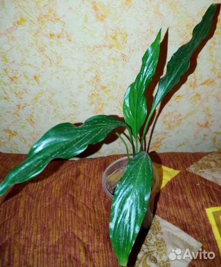 Цветы комнатные