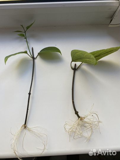 Клеродендрум