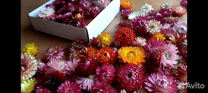 Гелихризум, сухоцветы