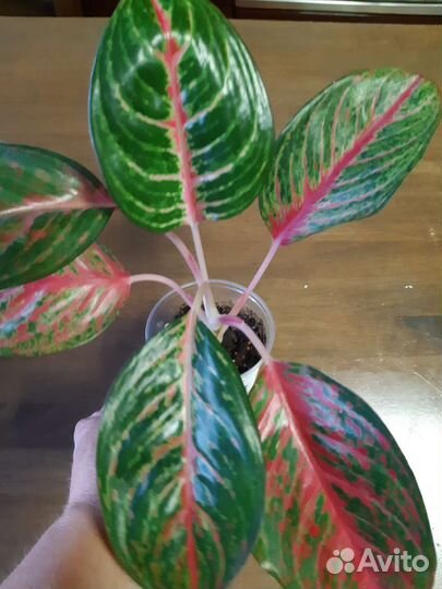 Аглаонемы сортовые
