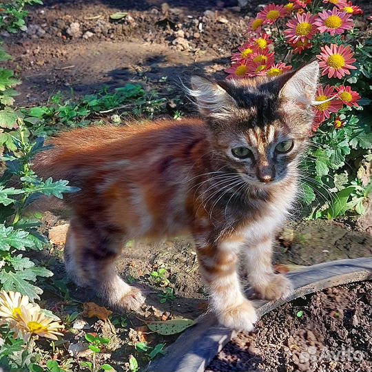 Отдаю кошку в добрые руки