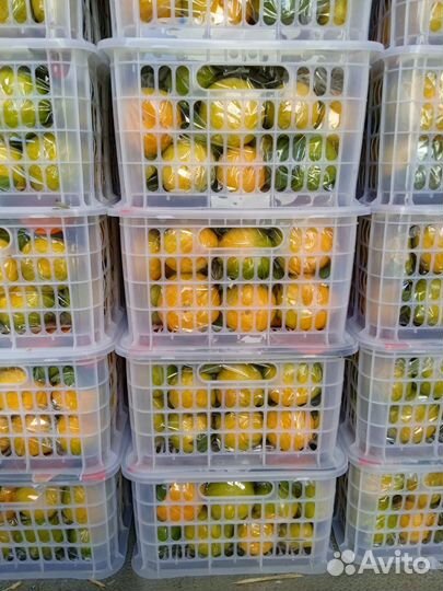 Мандарин Сладкий Свежий Доставка