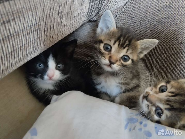 Котята в добрые руки