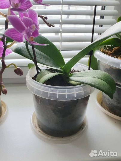 Орхидея фаленопсис мини