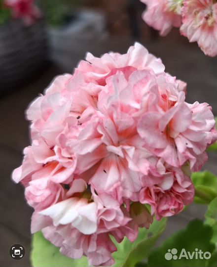 Пеларгория