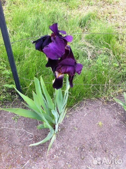 Ирис 3 вида