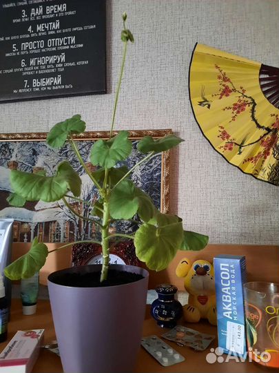 Пеларгония герань сортовая