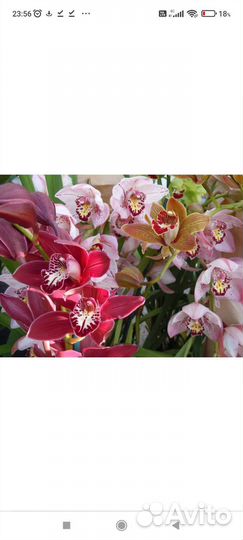 Комнатные растения, цветы