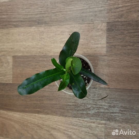 Кодиеум кротон комнатные цветы