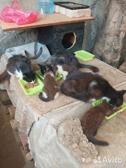 В поисках дома