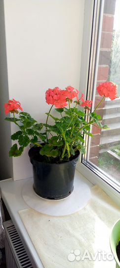 Герань пеларгония