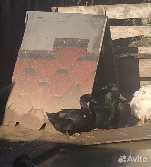 Утки, Индейки, фазанята