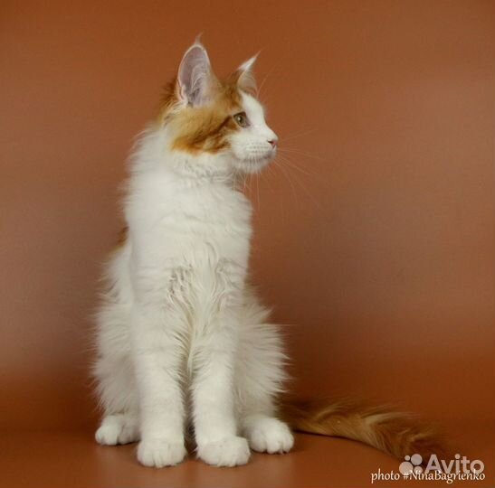 Мейн-Кун Кот