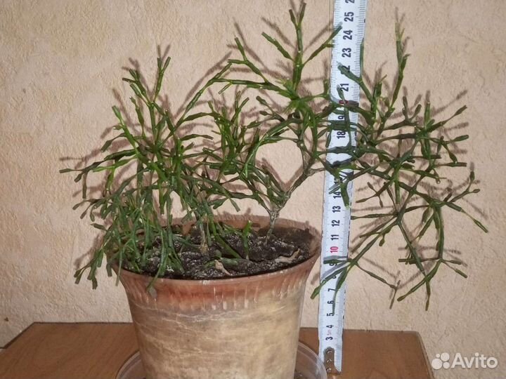 Хатиора суккулент