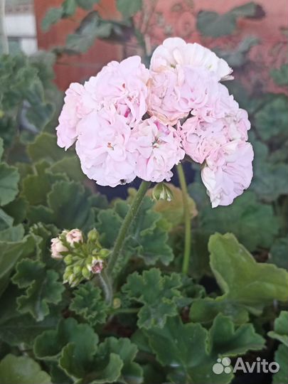 Пеларгония юг Симфония