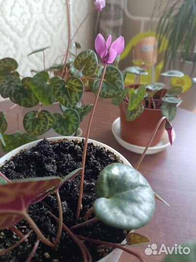 Цикламен