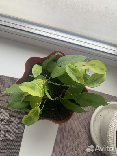 Фикус голден моник