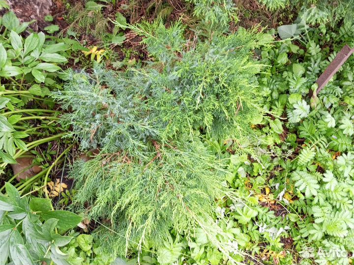 Можжевельник