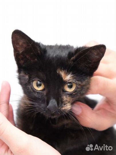 Котенок 2,5 месяца в добрые руки