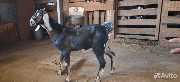 Нубийские козы