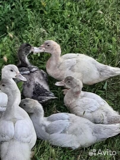 Мускусные утки,утята тяжёлой линии