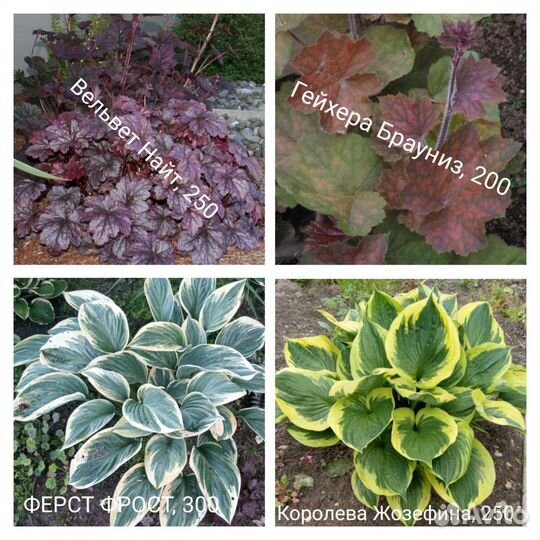 Садовые многолетники