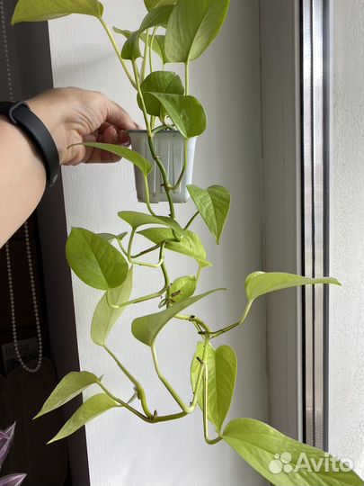 Эпипремнум Неон